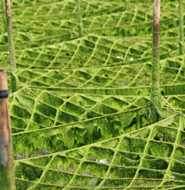 清流四万十川のり 100g